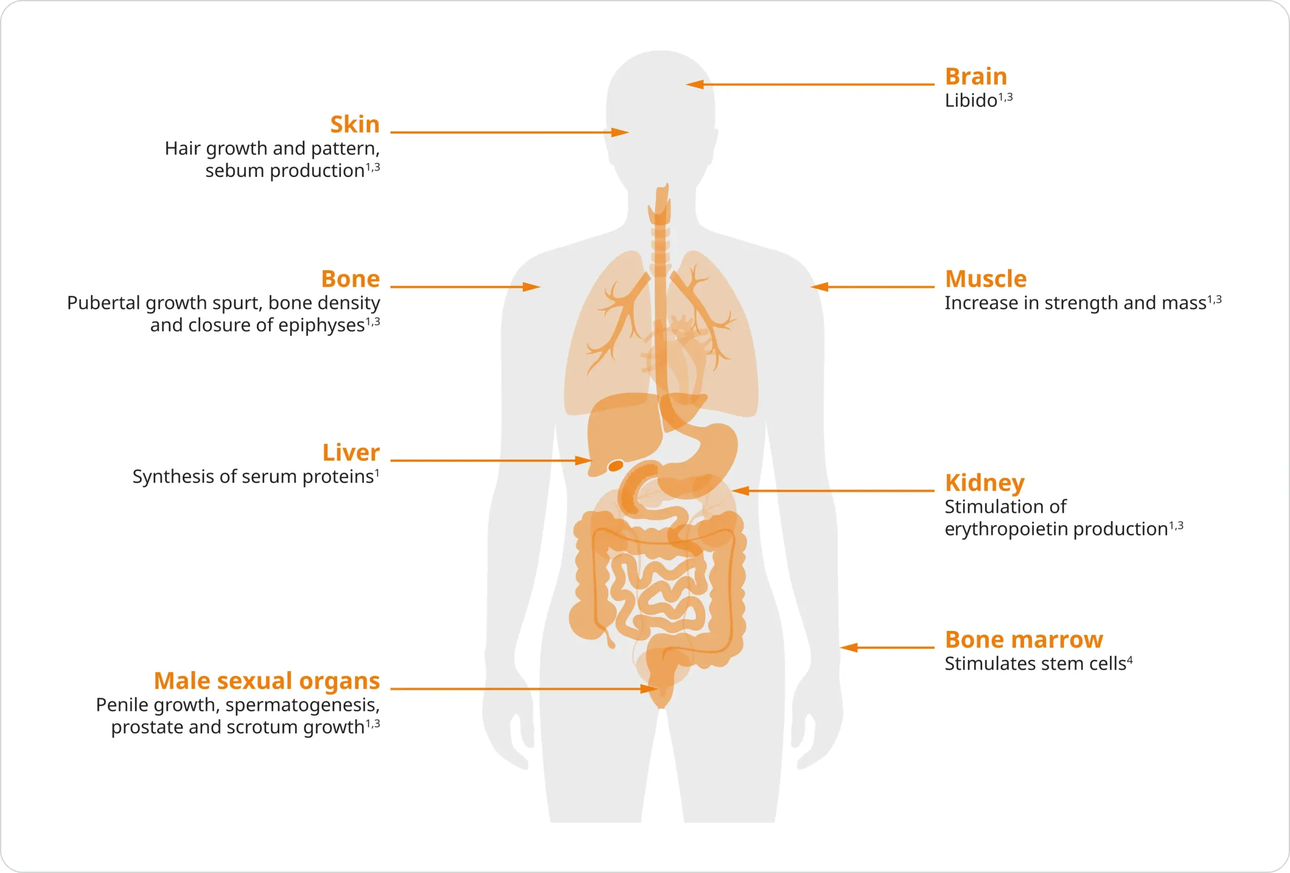 Oncology - Medical Education - Role Of Testosterone